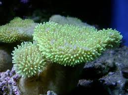Umbrella Leather Coral: White / Yellow