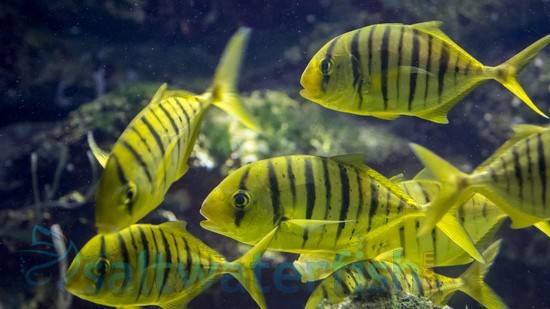 Golden Trevally Pilotfish