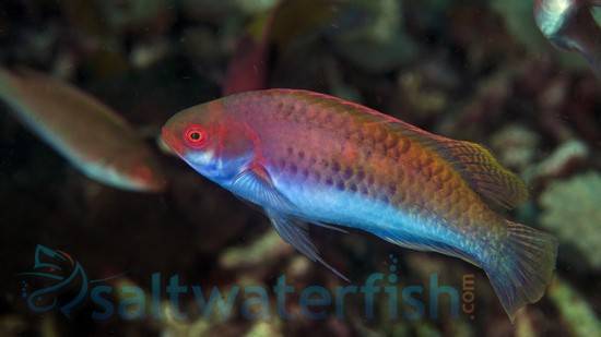 Blue Sided Fairy Wrasse - Wrasses - Saltwater Fish