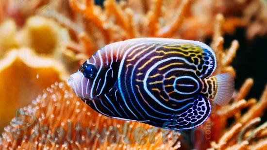 Emperor Angelfish - Changing