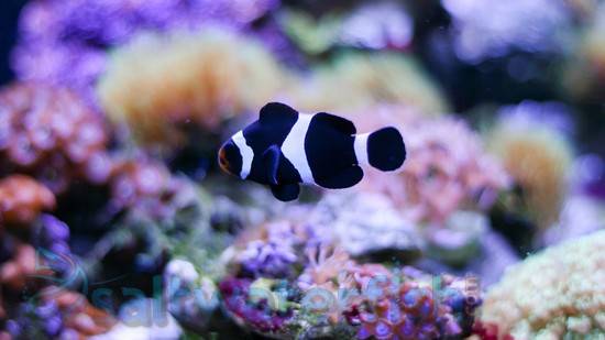 Black & White Ocellaris Clownfish - Captive Bred