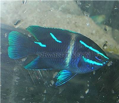 bacteria of parts Javanese  Saltwater  Velvet) Fish Damsels (Blue   Damsel