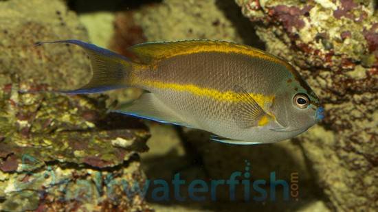 Bellus Angelfish: Male