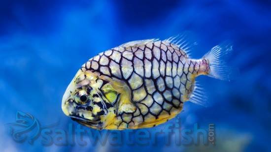 Saltwater Fish Australia