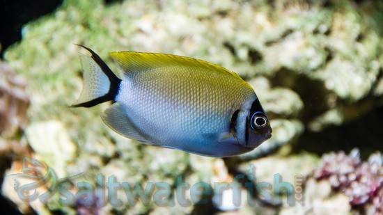 Masked Swallowtail Angelfish Male Angelfish Large Saltwater Fish