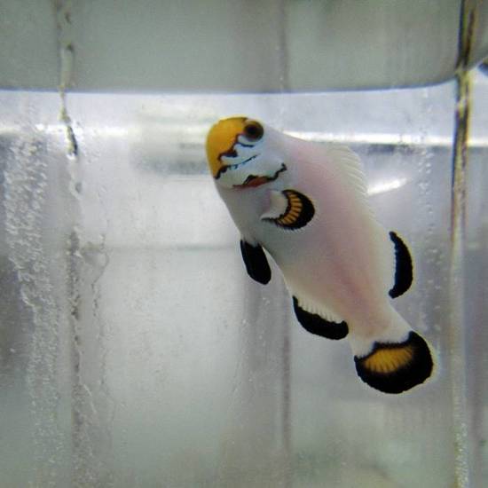 Flurry Snowflake Clownfish - Captive Bred