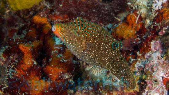 Blue Spot Puffer - Central Pacific