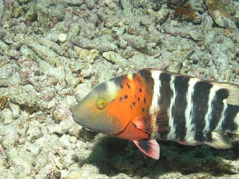 Red Breasted Wrasse