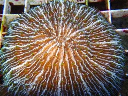Short Tentacle Plate Coral: Purple - Australia