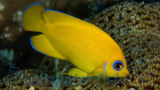 Lemonpeel Angelfish - Central Pacific