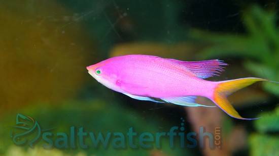 anthias fish care