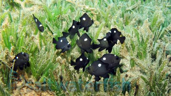 Image result for Domino Damselfish