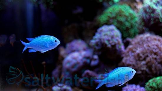 cheap saltwater fish