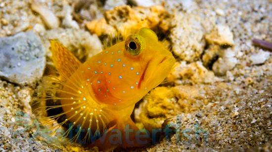 Yellow Watchman Shrimpgoby