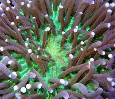 Plate Coral: Colored - Long Tentacle