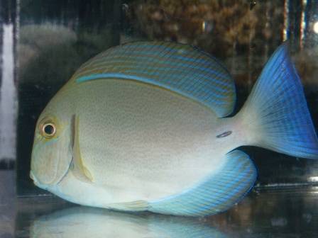 Blochii Surgeonfish - Central Pacific