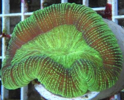 Brain Coral: Green