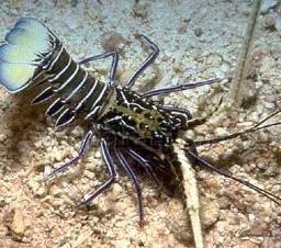 Blue Spiny Lobster - Africa