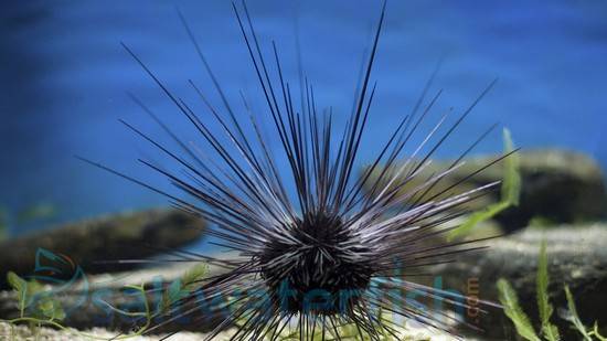 Black Longspine Urchin - Atlantic
