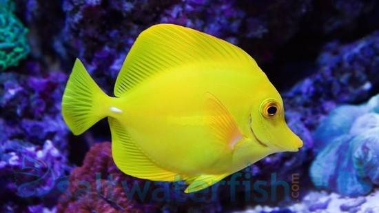 Yellow Tang - Tangs - Saltwater Fish