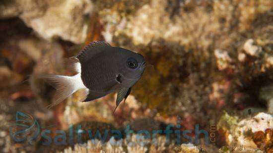 Bicolor Chromis Damsel - Damsels - Saltwater Fish