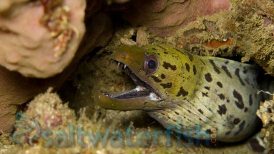 Yellow Head (Fimbriated) Moray Eel