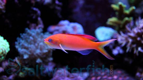 anthias fish care