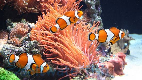 False Percula Ocellaris Clownfish: Misbar - Captive Bred