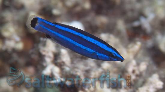 Four-Line Cleaner Wrasse - Red Sea