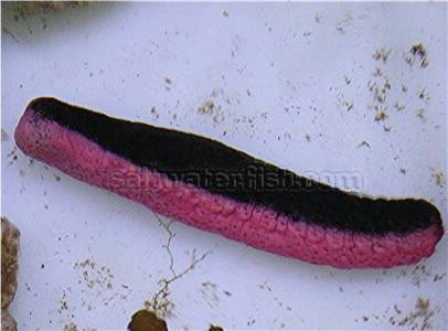 Pink and Black Cucumber - Indian Ocean