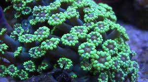 Alveopora Coral: Green