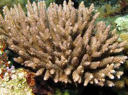 Acropora Coral: Indo Pacific