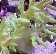 Finger Leather Coral: Green - Fiji