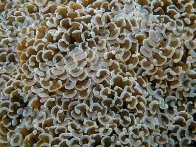 Green Hammer Coral: Swirl - Australia