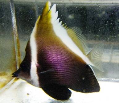 Humphead Bannerfish Butterflies Saltwater Fish