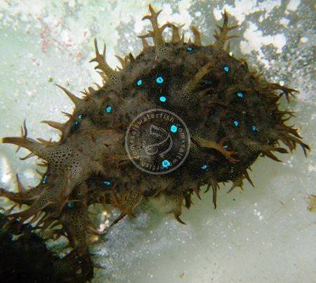 Sea Hare: Blue Spotted