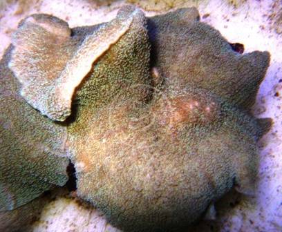 Mushroom Coral: Elephant Ear - Australia