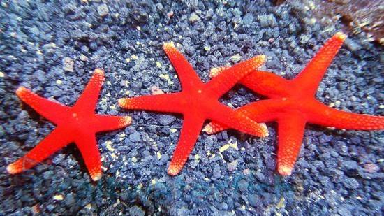 Red (Fromia) Starfish