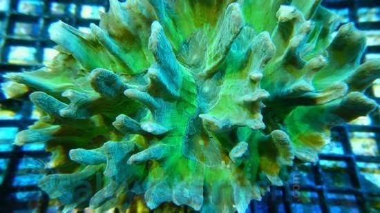 Spiny Pectinia Coral: Green - Australia