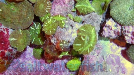 Mushroom Coral: Green