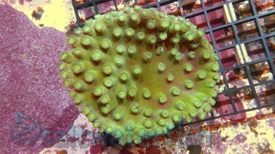 Large Polyp Cup Coral: Green