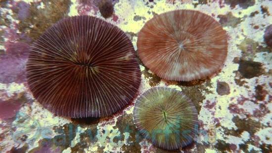 Fungia Plate Coral: Colored