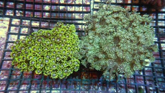 Goniopora Coral: Long Polyp Green - Aquacultured