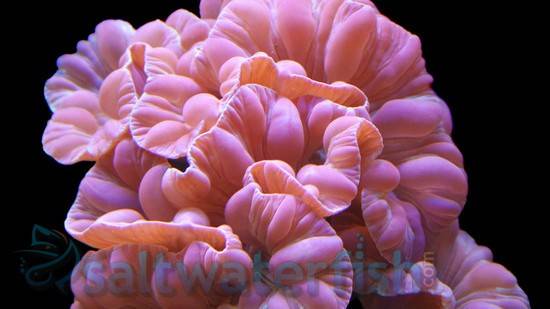Fox Coral: Color
