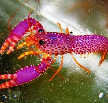 Purple Lobster - Lobsters - Invertebrates