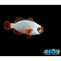 Gold Nugget Maroon Clownfish - Captive Bred