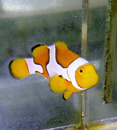 Picasso Percula Clownfish - Captive Bred Grade A