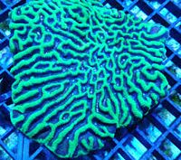 Platygyra Maze: Green