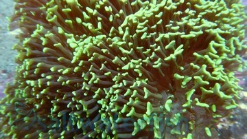 Hammer Coral - Green