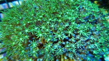 Organ Pipe Coral: Green - Fiji